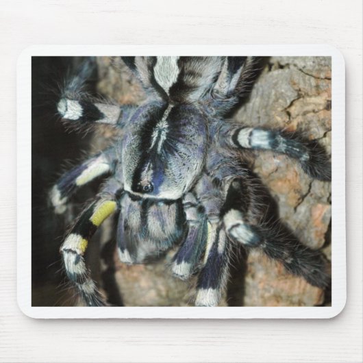 Poecilotheria regalis muismat (Voorkant)