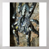 Poecilotheria regalis, volledig uitzicht poster (Voorkant)