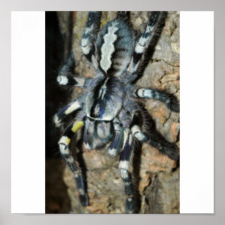 Poecilotheria regalis, volledig uitzicht poster