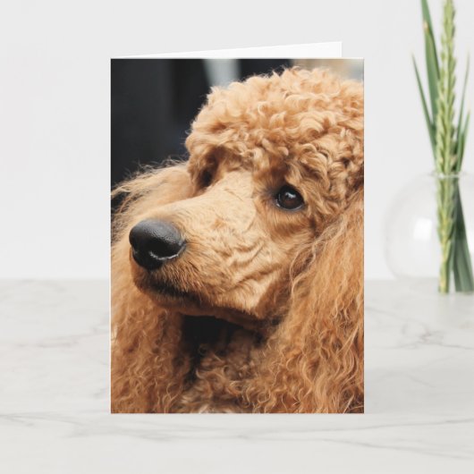 Poedel Dag 2010 #19 Kaart (Voorkant)