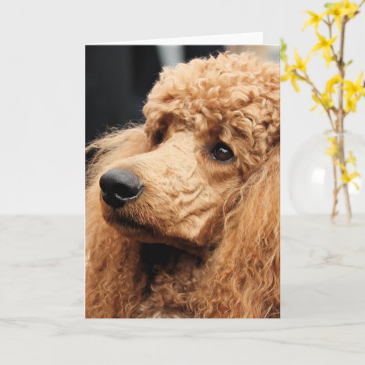 Poedel Dag 2010 #19 Kaart (Gele Bloem)