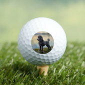 Poedel Golfballen (Insitu Shirt)