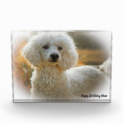 Poedel Hond Fotoblokken (Voorkant)