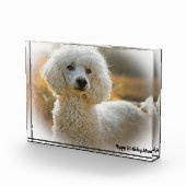 Poedel Hond Fotoblokken (Rechts)