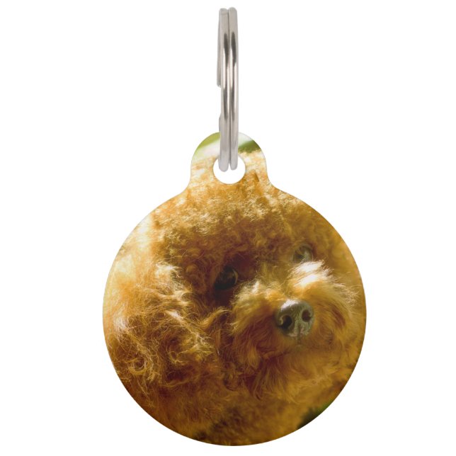 Poedel Honden. Huisdierpenning (Voorkant)