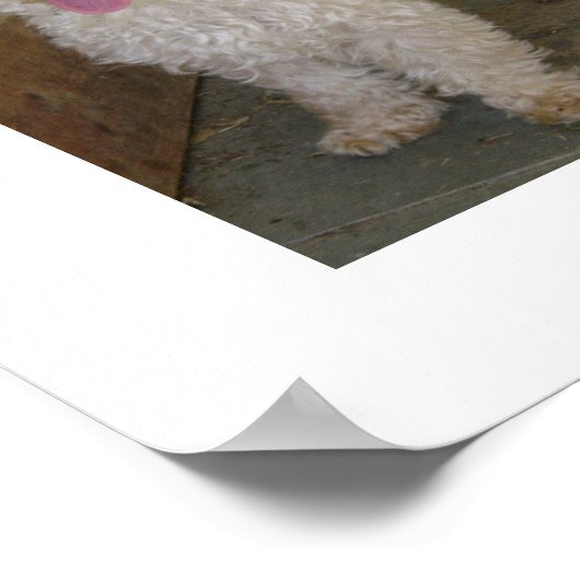 poedel poster (Hoek)