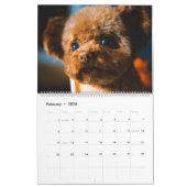Poedel Schattige Poedel Puppies 2024 Kalender (Feb 2026)