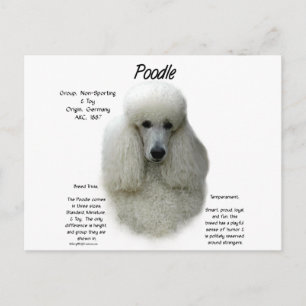 Poedel (wht) Geschiedenis Ontwerp Briefkaart