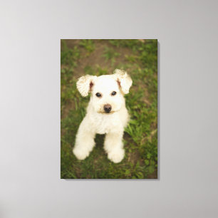 Poedel (wit) canvas afdruk