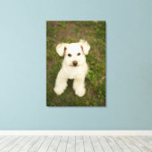 Poedel (wit) canvas afdruk (Insitu (Houten vloer))