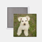 Poedel (wit) magneet (Voorkant / Achterkant)