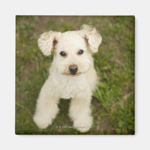 Poedel (wit) magneet