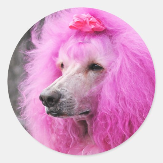 Poedeldag 2010 #11 ronde sticker (Voorkant)