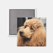 Poedeldag 2010 #19 magneet (Voorkant / Achterkant)