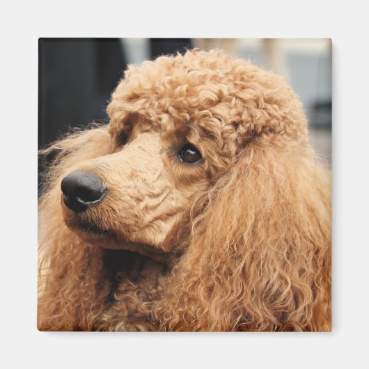 Poedeldag 2010 #19 magneet (Voorkant)