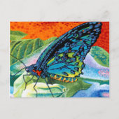 Poeder-Butterfly II Briefkaart (Voorkant)