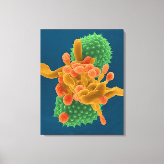 Poederachtige schimmel hyphae / sporen en ambrosia canvas afdruk (Voorkant)