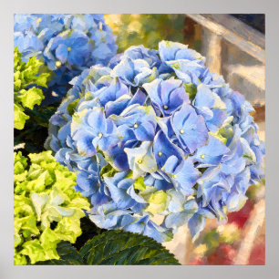 Poederblauwe Hortensia Schilderachtige Botanische  Poster