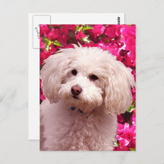 poel briefkaart (Voorkant / Achterkant)