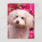 poel briefkaart (Voorkant)