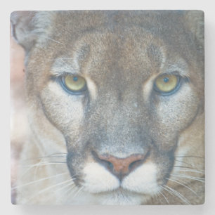 Poema, bergleeuw, Florida panter, Puma Stenen Onderzetter