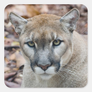 Poema, bergleeuw, Florida panter, Puma Vierkante Sticker