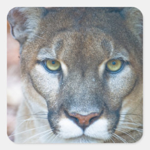 Poema, bergleeuw, Florida panter, Puma Vierkante Sticker