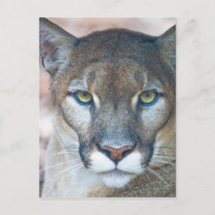 Poema, bergleeuw, Floridapanter, Puma Briefkaart