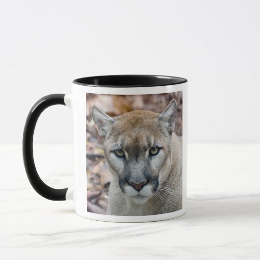 Poema, bergleeuw, Floridapanter, Puma Mok (Links)
