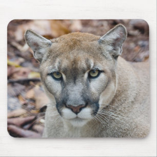 Poema, bergleeuw, Floridapanter, Puma Muismat