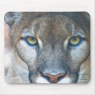 Poema, bergleeuw, Floridapanter, Puma Muismat