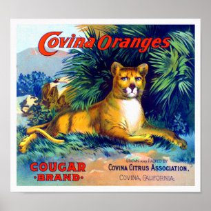 Poema Cougar Covina Sinaasappels Fruitkratlabel 19 Poster