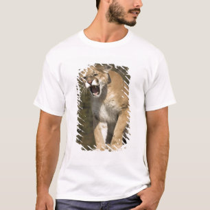 Poema of bergleeuw, poema concolor, In gevangensch T-shirt