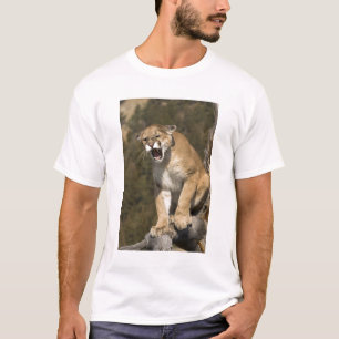 Poema of bergleeuw, poema concolor, In gevangensch T-shirt