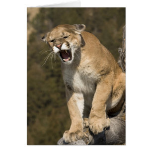 Poema of bergleeuw, puma concolor, In gevangenscha