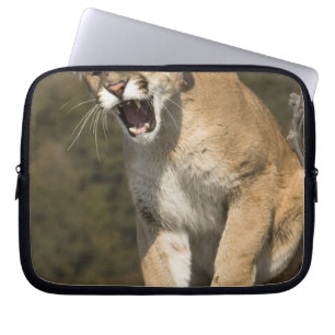 Poema of bergleeuw, puma concolor, In gevangenscha Laptop Sleeve
