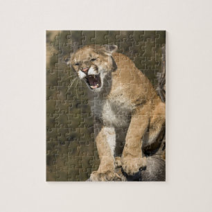 Poema of bergleeuw, puma concolor, In gevangenscha Legpuzzel