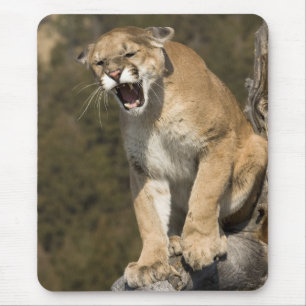 Poema of bergleeuw, puma concolor, In gevangenscha Muismat