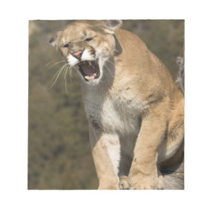 Poema of bergleeuw, puma concolor, In gevangenscha Notitieblok