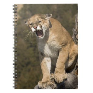 Poema of bergleeuw, puma concolor, In gevangenscha Notitieboek