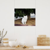 poepende kat poster (Keuken)