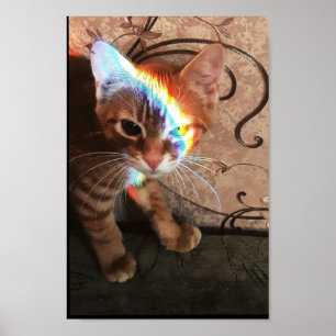 poes, poesje, schattig, kat, kitten, zwarte poes, poster