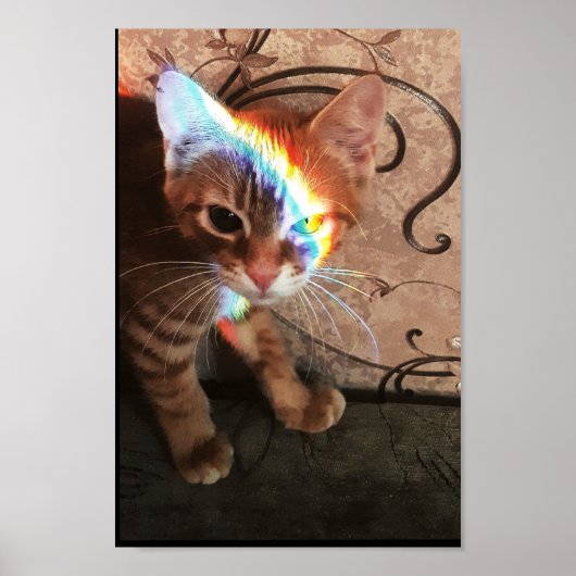 poes, poesje, schattig, kat, kitten, zwarte poes, poster (Voorkant)