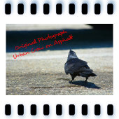 Poe's Raven Wachten op de Deurmat