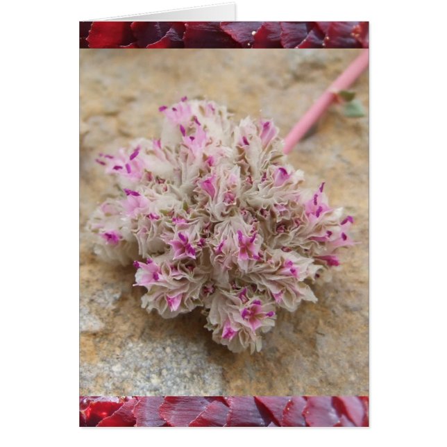 poeskogels (Voorkant)