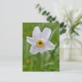 Poeticus Daffodil briefkaart (Staand voorkant)