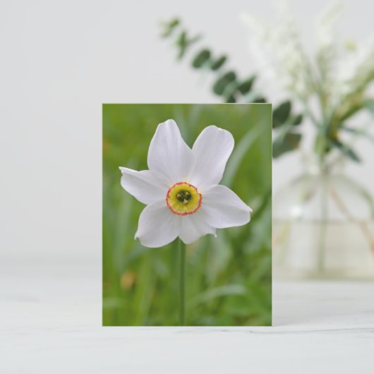 Poeticus Daffodil briefkaart (Staand voorkant)