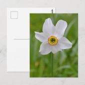 Poeticus Daffodil briefkaart (Voorkant / Achterkant)