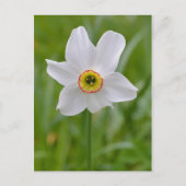 Poeticus Daffodil briefkaart (Voorkant)