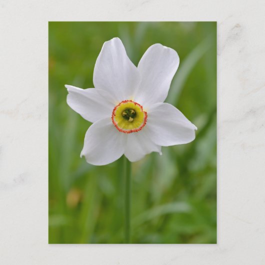 Poeticus Daffodil briefkaart (Voorkant)